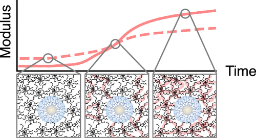 高分子纳米复合水凝胶光交联过程中的凝胶动力学.gif