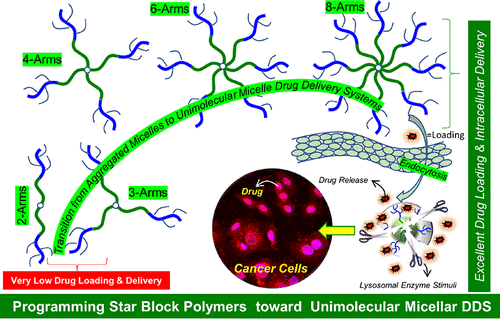 星形嵌段可生物降解聚合物单分子胶束用于癌细胞中药物传送的结构工程.gif