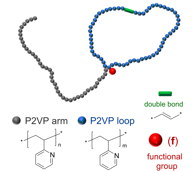 P2VP-tadpole 蝌蚪状均聚物-功能化修饰 聚(2-乙烯基吡啶) Poly(2-vinyl pyridine), tadpole-shaped (functionalized)