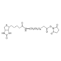 生物素-聚乙二醇-琥珀酰亚胺NHS酯 Biotin-PEG-SCM (Biotin PEG Succinimidyl NHS ester)