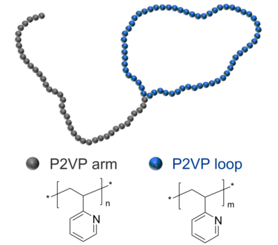 P2VP-tadpole 蝌蚪状均聚物 聚(2-乙烯基吡啶) Poly(2-vinyl pyridine), tadpole-shaped (no functional group)