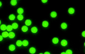 Green-Fluorescent.png