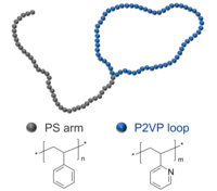 PS-P2VP-tadpole 聚苯乙烯-聚(2-乙烯基吡啶) 蝌蚪状两亲性二嵌段共聚物 Poly(styrene)-b-poly(2-vinyl pyridine), tadpole-shaped